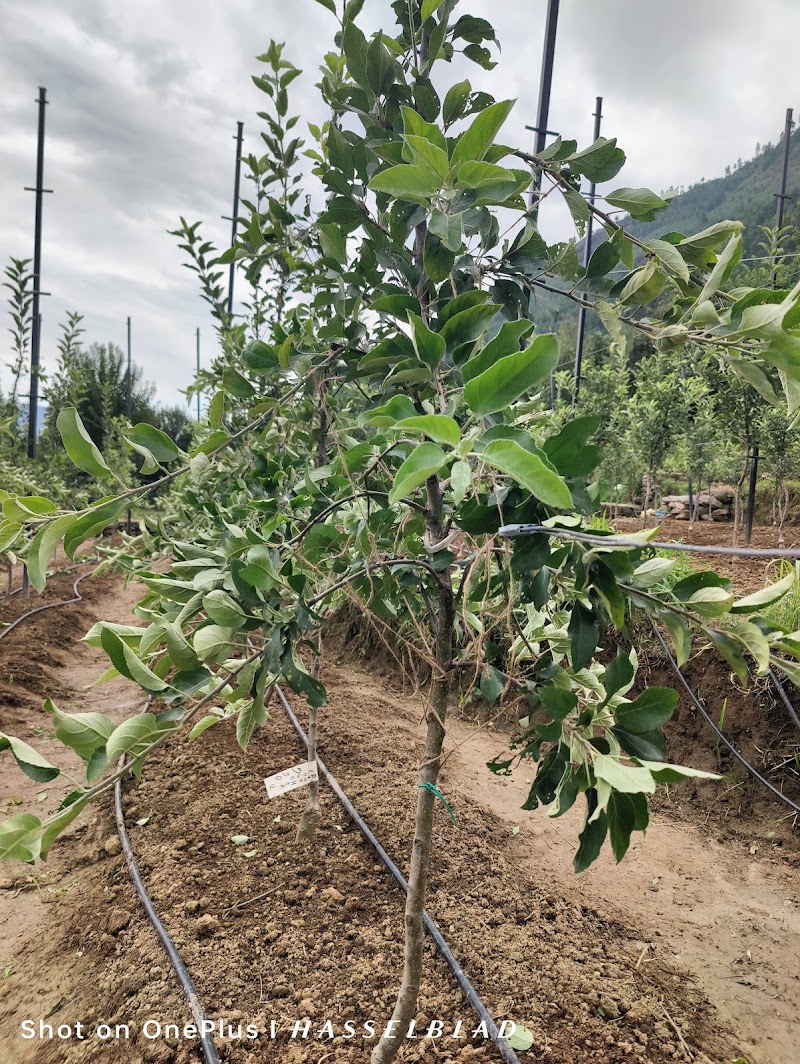 Ishant orchard - Ishant orchard, 203, near Raugi, Nathan, Himachal Pradesh 175101, India