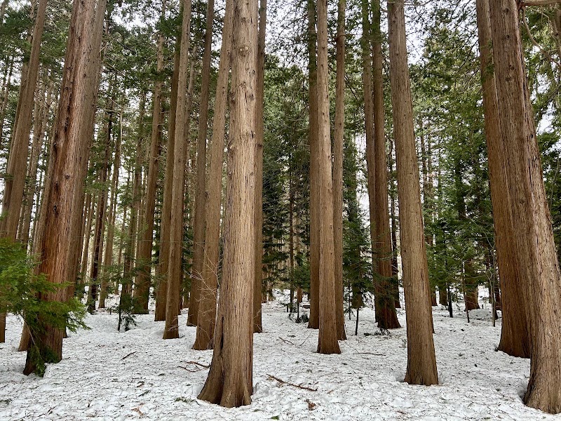 Cedar Forest