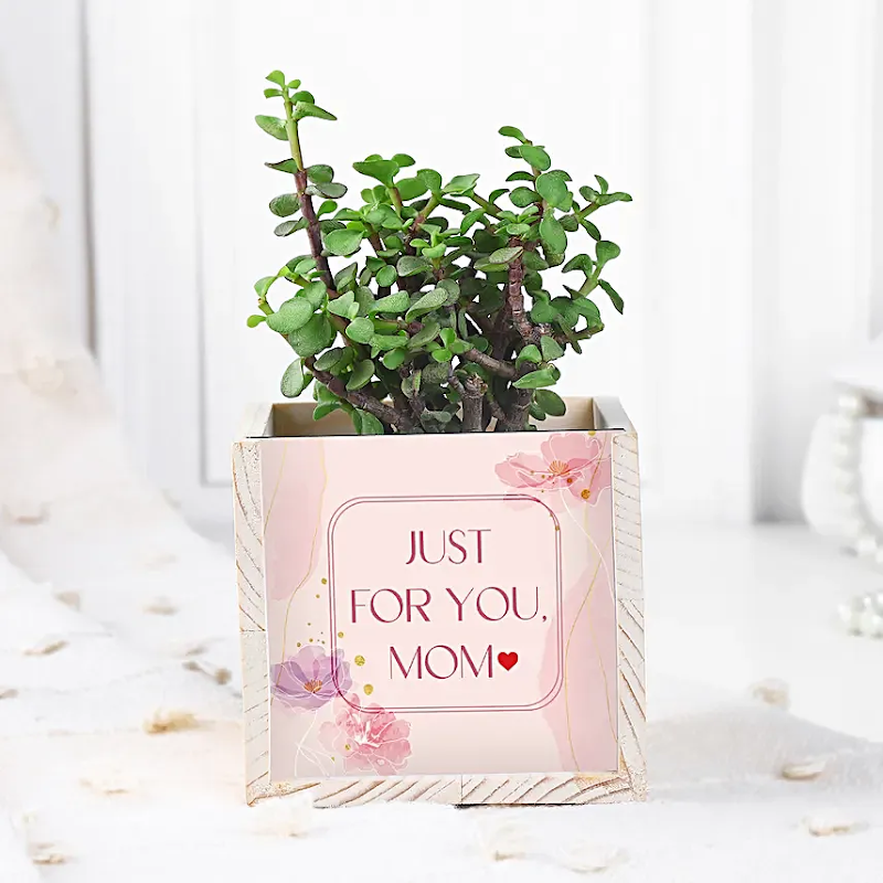 FNP- Flowers, Cakes And Gift Hampers - FNP- Flowers, Cakes And Gift Hampers, Shop No B3, Ground Floor, Super Market, Agrasen Chowk, opposite IDBI Bank, Ambedkar Nagar, Bilaspur, Telipara, Chhattisgarh 495001, India
