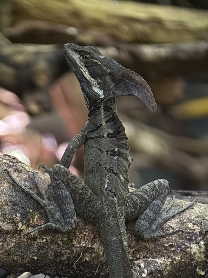 Manuel Antonio Wildlife Experience - Manuel Antonio Wildlife Experience, Puntarenas Province, Quepos, 60601, Costa Rica