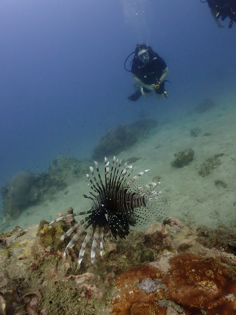 Scubadeep Phuket - Scubadeep Phuket 186 Taweewong Road Kathu, ตำบลป่าตอง Phuket, ภูเก็ต 83150, Thailand