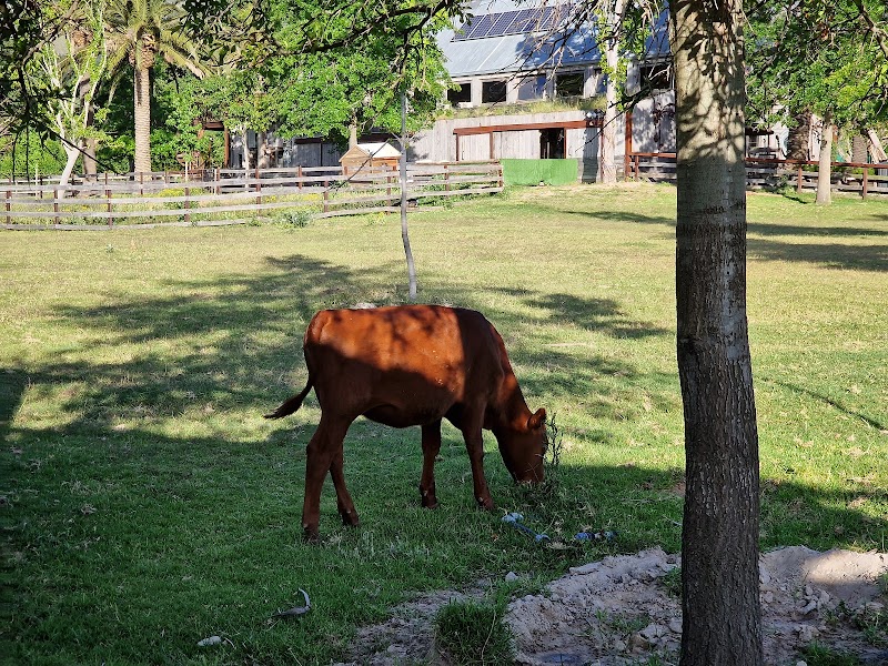 Farm Sanctuary SA - Farm Sanctuary SA, 63 Dirkie Uys St, Franschhoek, 7690, South Africa