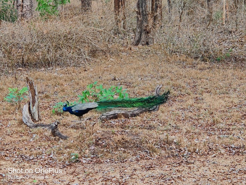 Nagarhole national park entrance from Kabini side - Nagarhole national park entrance from Kabini side, W6VP+WQF, Nisna, Karnataka 571114, India