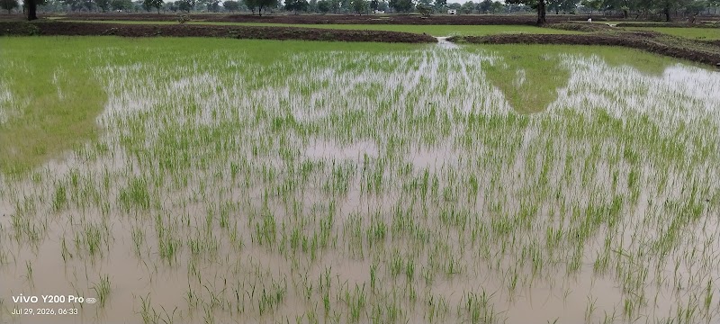 Durga bai pingle krishi farm_Shingweker baai baada - Durga bai pingle krishi farm_Shingweker baai baada, HW9G+VCF, Tilda, Chhattisgarh 493195, India