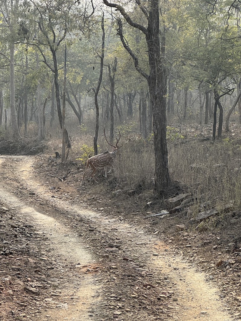 Panna Tiger Reserve