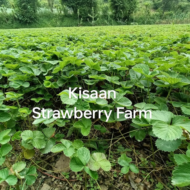 Kisaan Strawberry Farm - Kisaan Strawberry Farm Village Kothi, P.O. Delgi, Tehsil, Kandaghat, Solan, Himachal Pradesh 173206, India