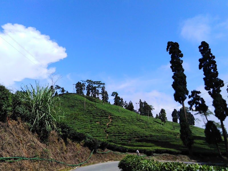 ZERO POINT - ZERO POINT, Rangli Rangliot, Rangli Ranglot Tea Garden, West Bengal 734226, India