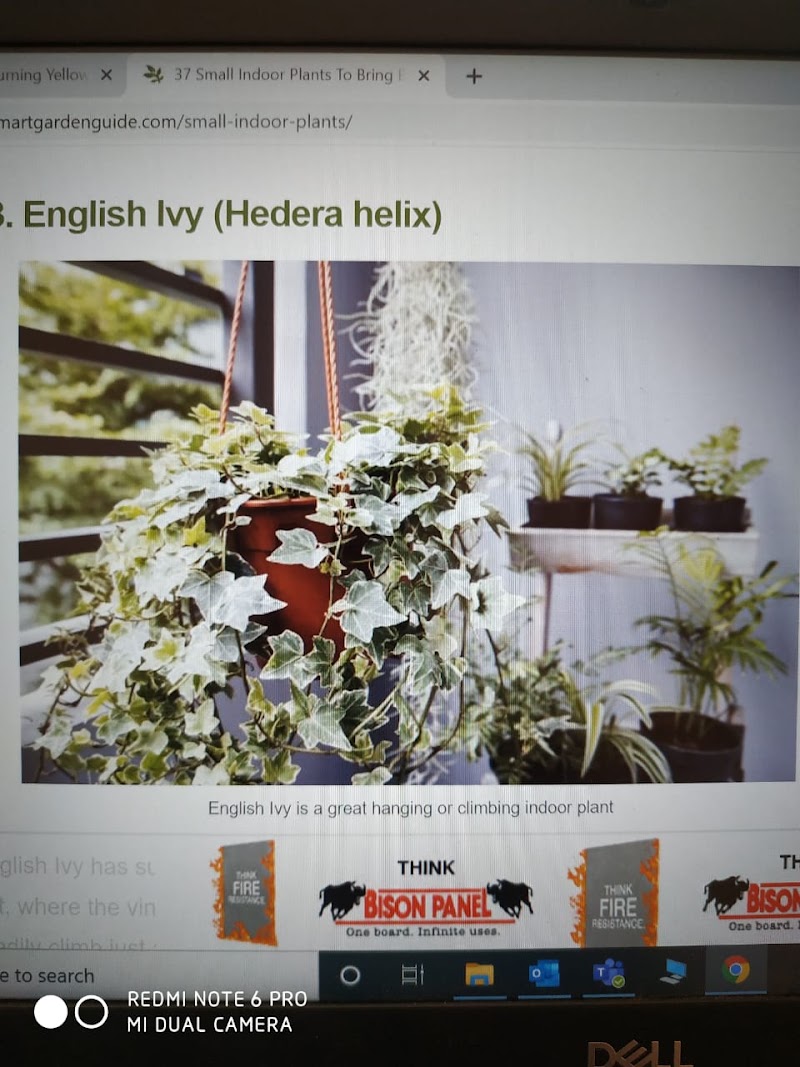 Jude Plant Nursery - Jude Plant Nursery, 10A lourdes heaven ,Doctor Ambedkar Road, Pali Mala Rd, Bandra West, Mumbai, Maharashtra 400050, India