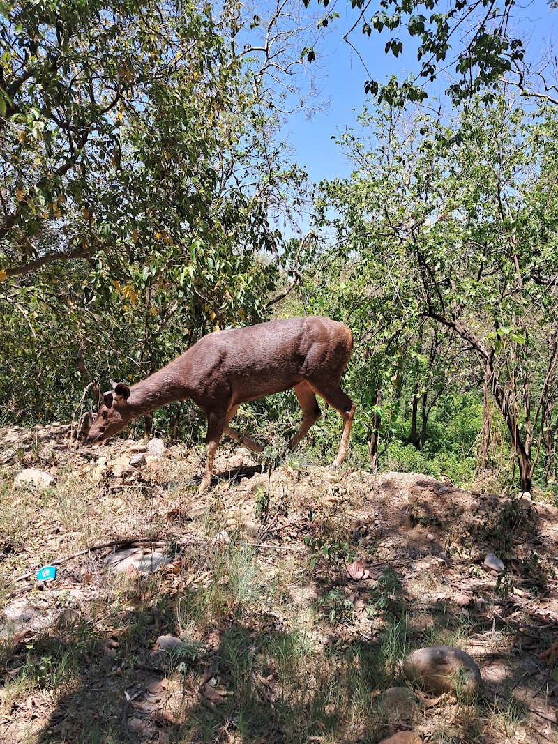 Jim Corbett Travels - Jim Corbett Travels, Near Lakhanpur Chungi, Beside SBI ATM, Close to Thapli Baba, Ramnagar, Uttarakhand 244715, India