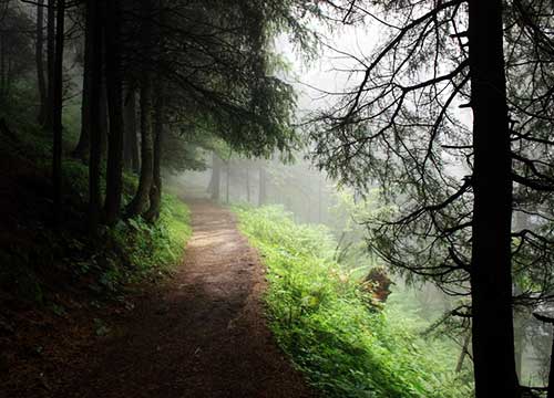 Kalatop Wildlife Sanctuary - Kalatop Wildlife Sanctuary H238+5X8, Kalatope R.F, Himachal Pradesh 176304, India