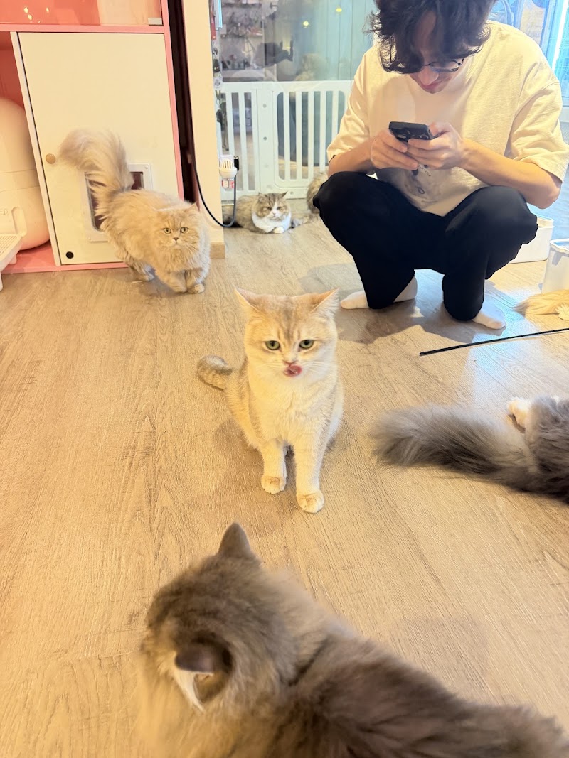 QQ Cats & Cafe - QQ Cats & Cafe 262 Balestier Rd, #01-03, Singapore 329714