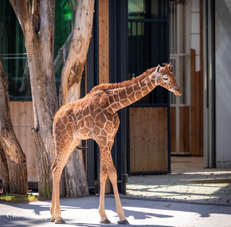 Schönbrunn Zoo - Schönbrunn Zoo, Maxingstraße 13b, 1130 Wien, Austria