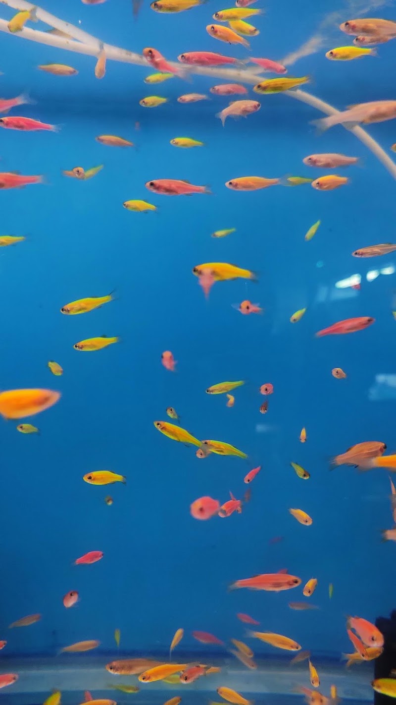 Fish Land - Fish Land, 184, Zonal Market, Sector 10, Bhilai, Chhattisgarh 490006, India