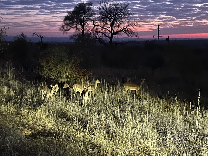 Balule Nature Reserve - Balule Nature Reserve, PWG2+53, 1380, South Africa