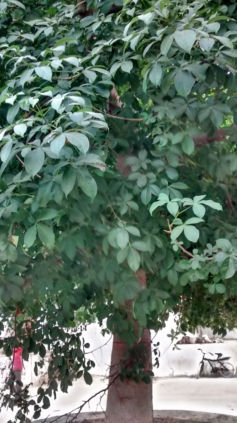 Shri Kalp Vriksh, Dooni - Shri Kalp Vriksh, Dooni, VJC3+5QC, Dooni, Rajasthan 304802, India