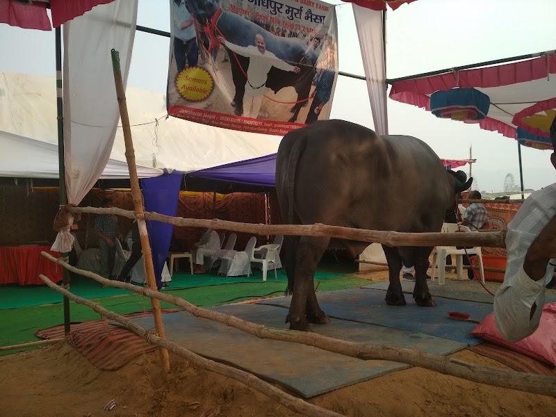 Pushkar Cattle Fair - Pushkar Cattle Fair, Mela Ground, Pushkar, Rajasthan 305022, India
