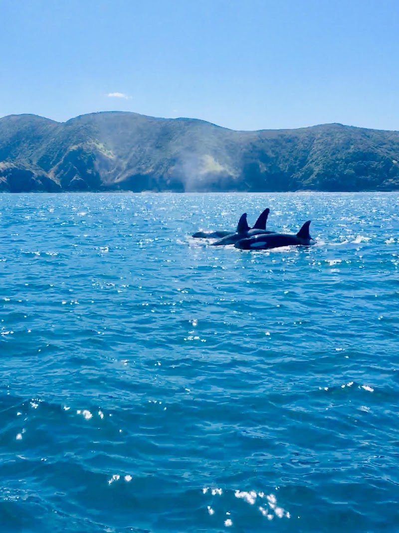 Bay of Islands Tours - Bay of Islands Tours Marsden Road, Paihia 0200, New Zealand
