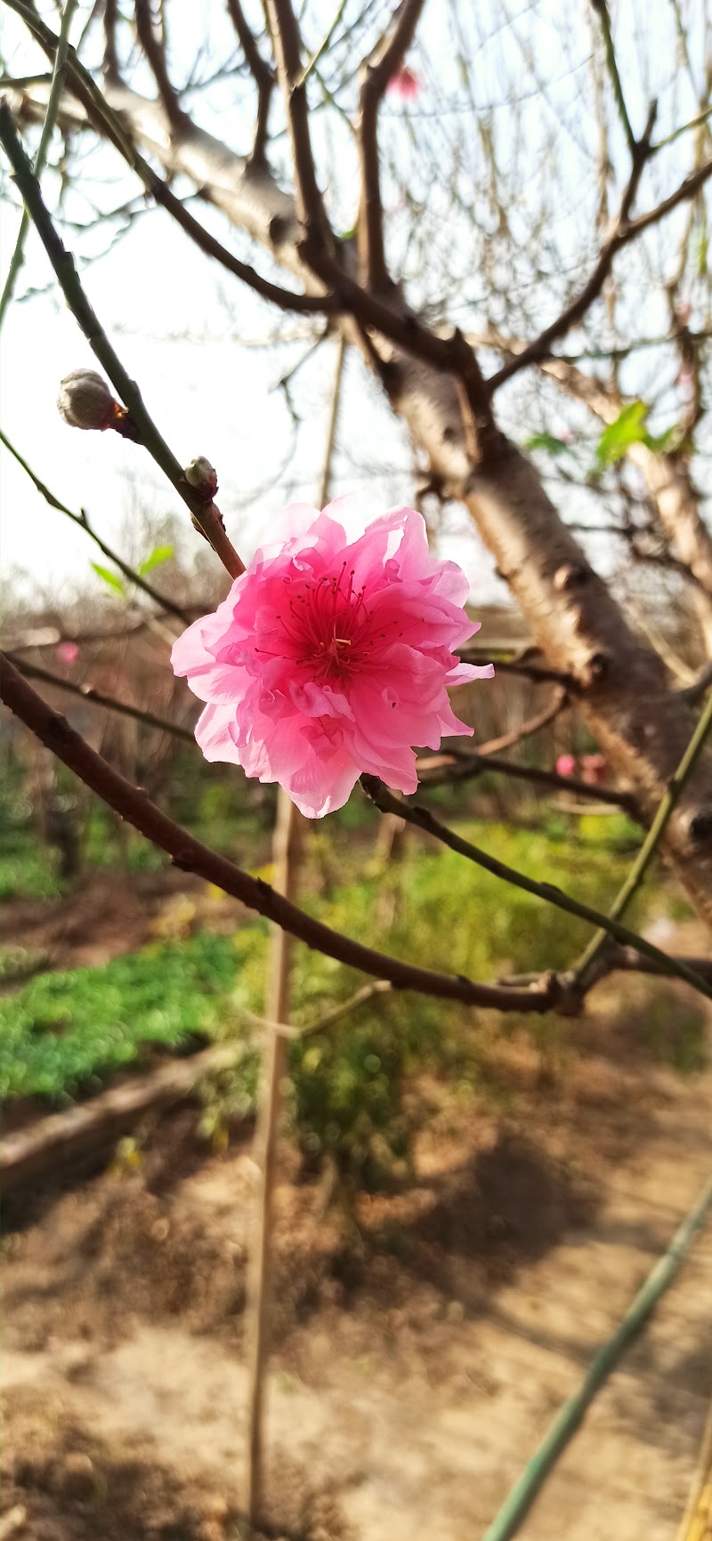 Vườn Đào Phương Bắc - Vườn Đào Phương Bắc, 374 Đ. Âu Cơ, Hồng Hà, Hà Nội 100000, Vietnam