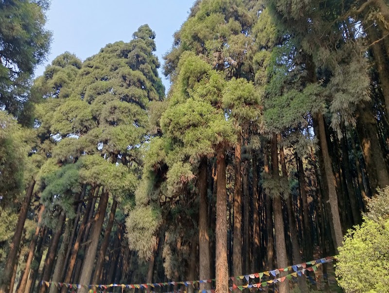 Pine forest - Pine forest 257X+45R, Sukhia Pokhri Road, Lepcha Jagat, Ghoom Pahar Forest, West Bengal 734221, India