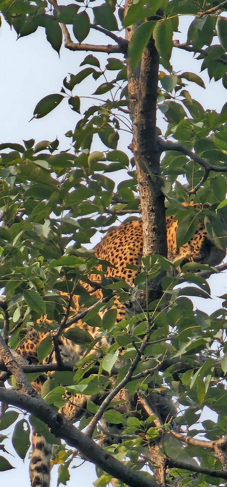 Kumbhalgarh wildlife sanctuary - Kumbhalgarh wildlife sanctuary Aaret, कुम्भलगढ़, क़िला कुम्भलगढ़, राजस्थान 313325, India