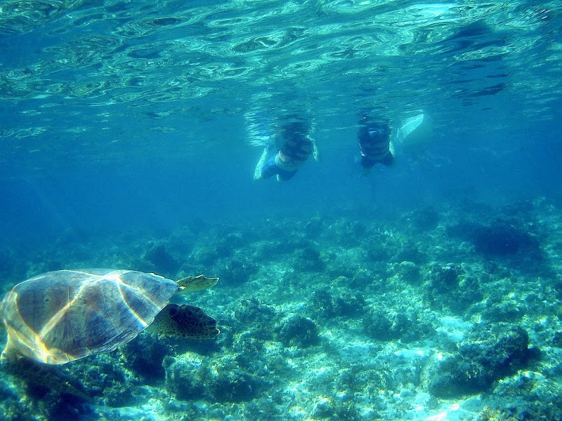 Balicasag Marine Sanctuary - Balicasag Marine Sanctuary GM8J+4QG, Panglao, Bohol, Philippines