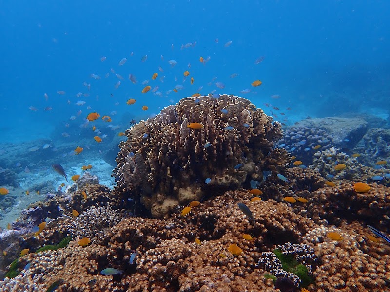 Racha Yai Dive Spot - Racha Yai Dive Spot J94H+M32, Rawai, Mueang Phuket District, Phuket 83100, Thailand