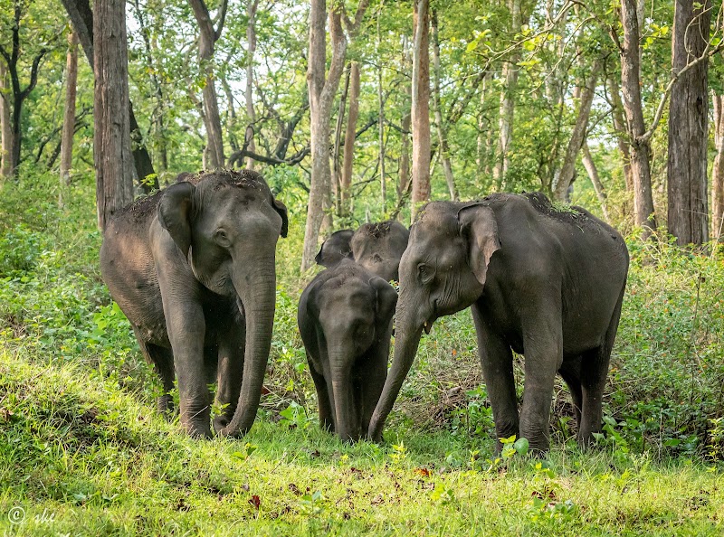 Kakanakote Safari Center, Dammanakatte Mysuru - Kakanakote Safari Center, Dammanakatte Mysuru, 2774+FP2, SH 33, Manchegowdanahalli, Antharasanthe, Karnataka 571114, India