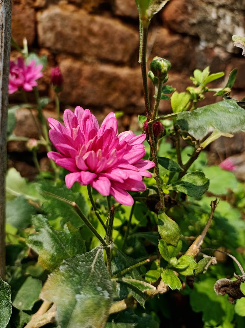 Koteswar sahukar hous - Koteswar sahukar hous, MH4V+PCG, Sanabankili, Odisha 765020, India