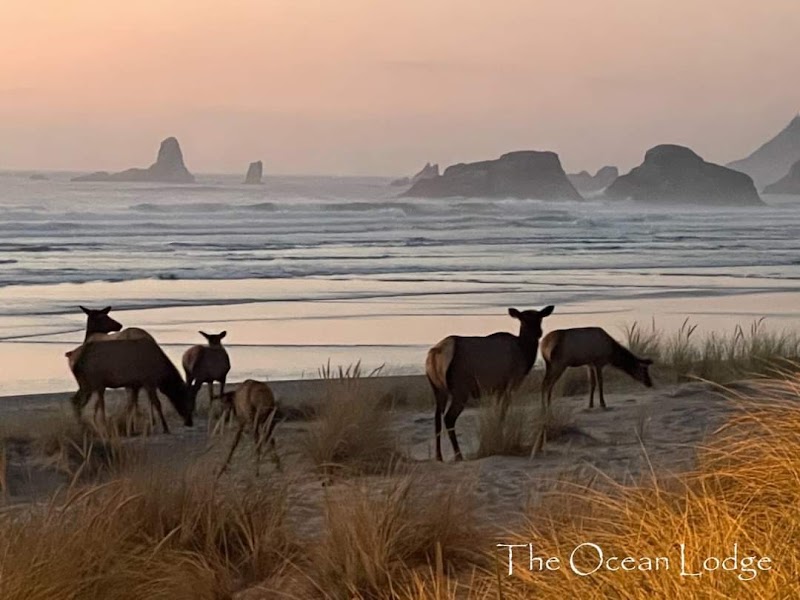 Cannon Beach - Cannon Beach Cannon Beach, OR, USA