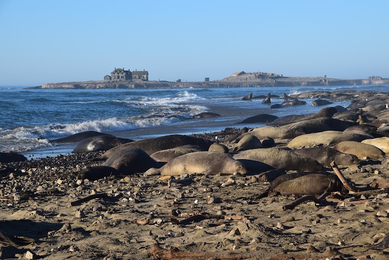 Año Nuevo State Park
