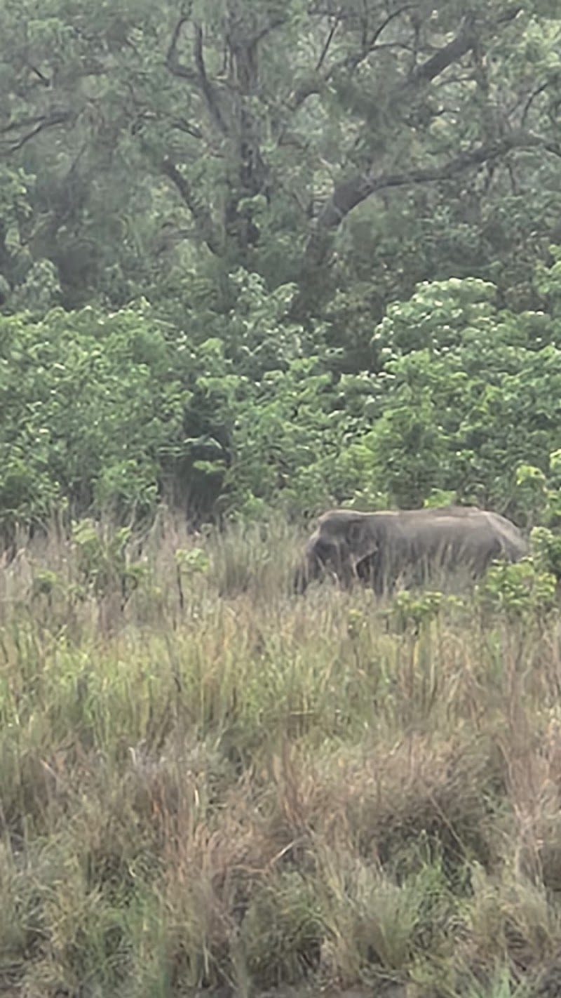 Rajaji National Park Safari Booking Office - Rajaji National Park Safari Booking Office, Near Cheela Dam, Haridwar- Rishikesh, Cheela Dam - Rishikesh Rd, Cheela Colony, Uttarakhand 249306, India