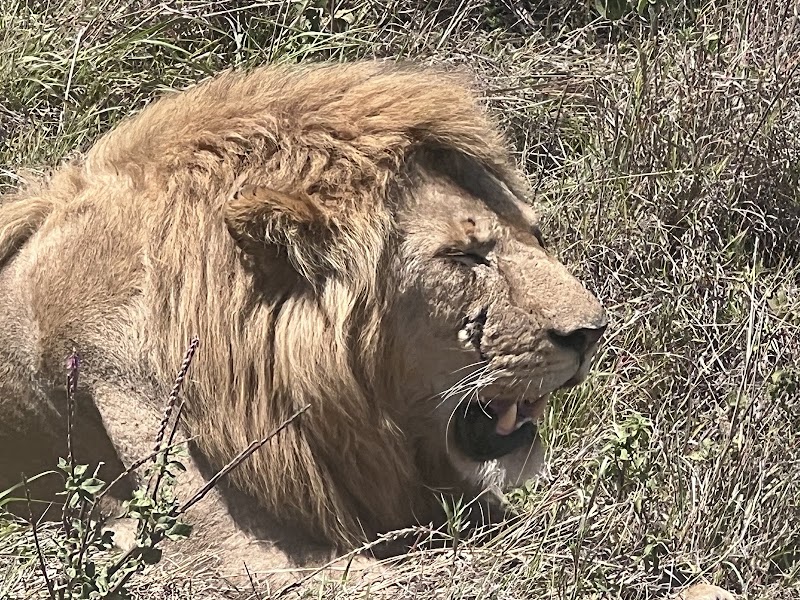 Dolphin Tours & Safaris Ltd - Dolphin Tours & Safaris Ltd, Plot # 32, New Mkuyuni Mwanza TZ, 1906, Tanzania