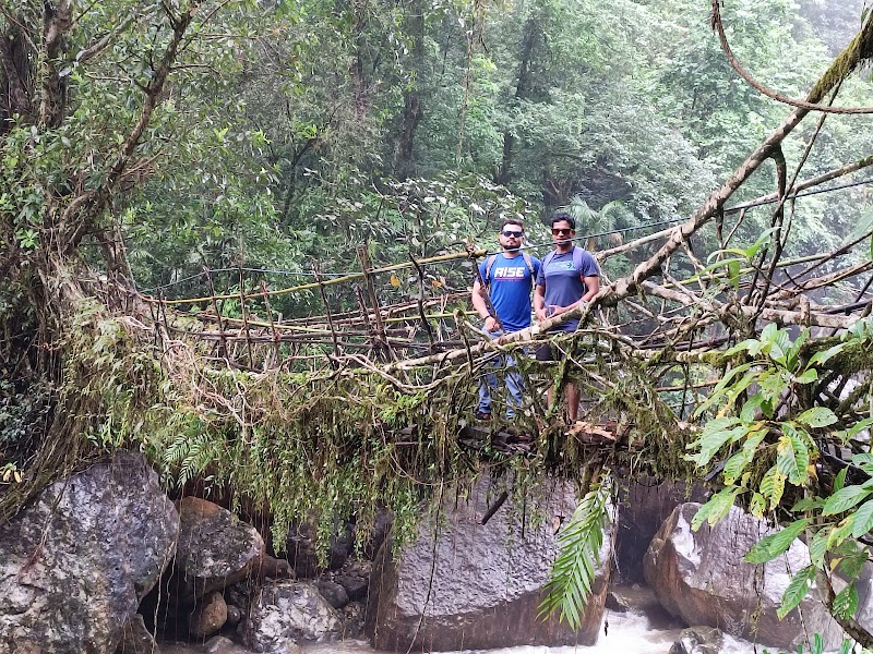 Single living root bridge