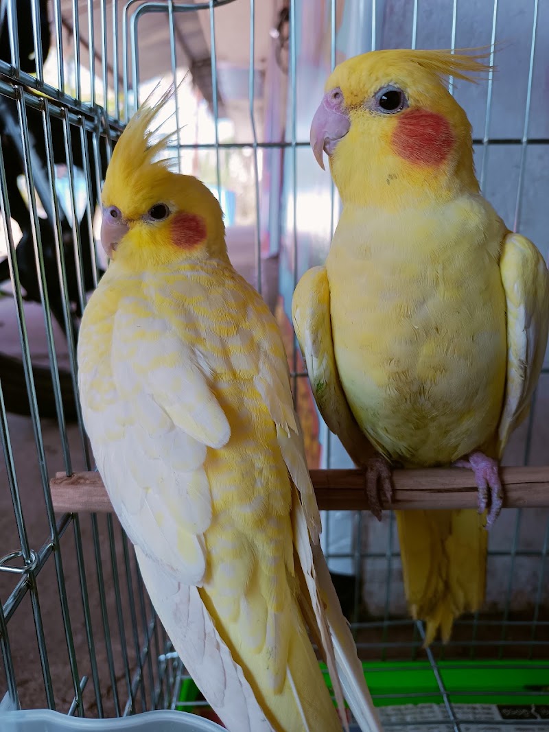 Shark Tank Pet Shop - Shark Tank Pet Shop, Infront of C, N.I. Church , Mission, Sagundungari, Odisha 766107, India