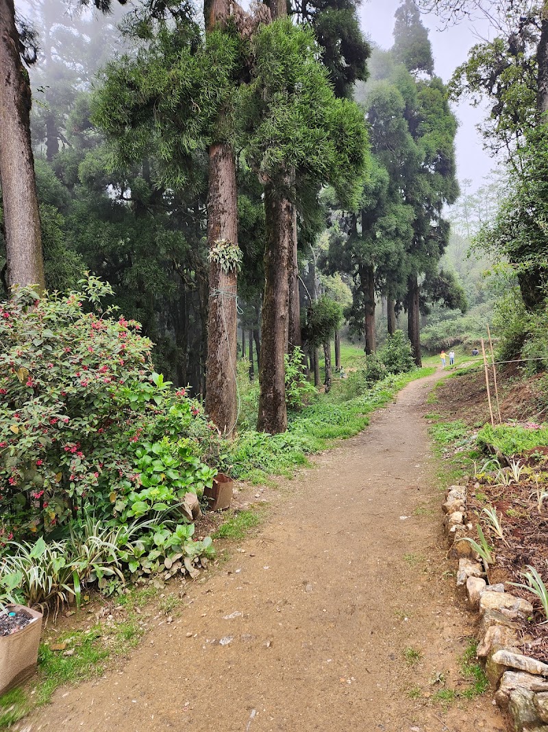 Lepchajagat Pine View - Lepchajagat Pine View 257W+4VG, Rishi Rd, Ghoom Pahar Forest, West Bengal 734221, India