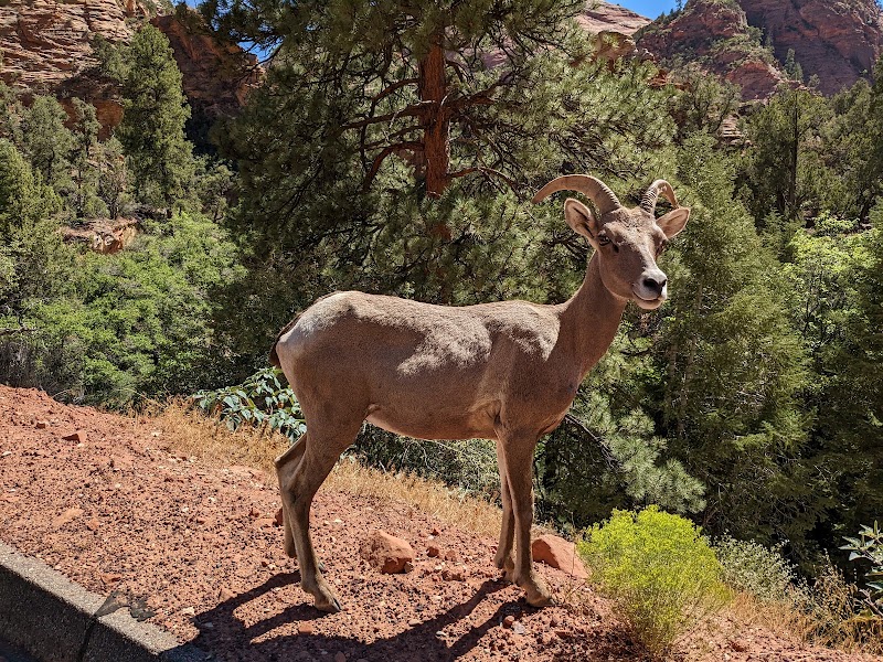Canyon Overlook Trail - Canyon Overlook Trail, Utah 84737, USA