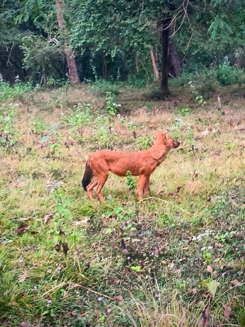 Nagarhole Safari Booking - Nagarhole Safari Booking, post office Safari point, Nagarhole Rd, Karnataka 571106, India