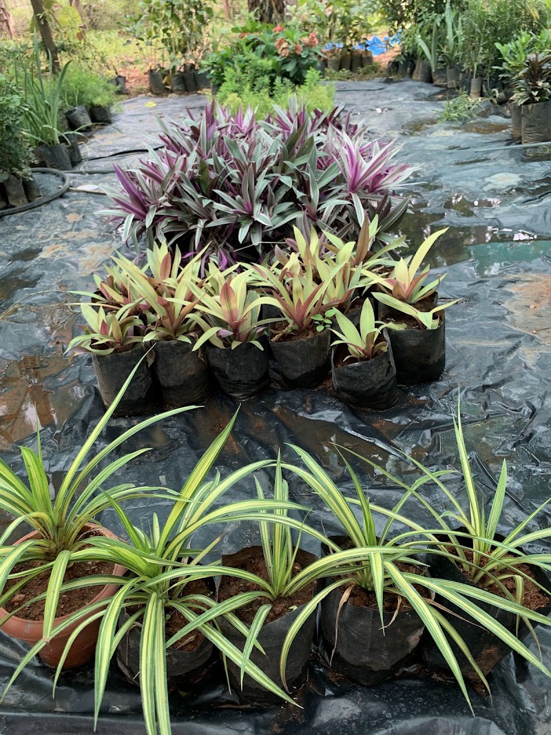 Roys Nursery Farm : Plant nursery In Mysuru. - Roys Nursery Farm : Plant nursery In Mysuru., 191, Naguvanahalli, Road, Old, Hale Kesare, Mysuru, Karnataka 570019, India