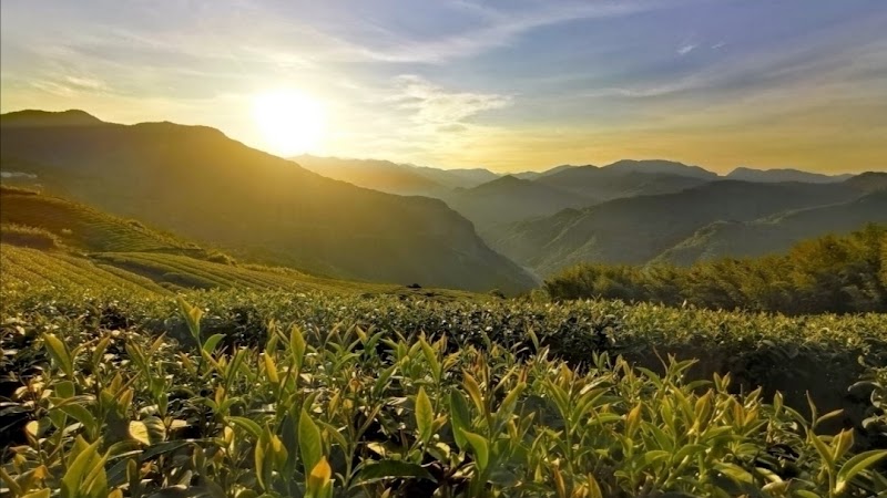 Alishan tea tasting - Alishan tea tasting 605, Taiwan, Chiayi County, Alishan Township, Leye Village, 4鄰123之11號