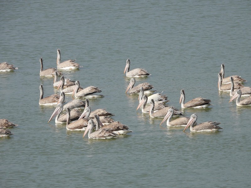 Hoskote Lake - Hoskote Lake, Amanidoddakere, Karnataka