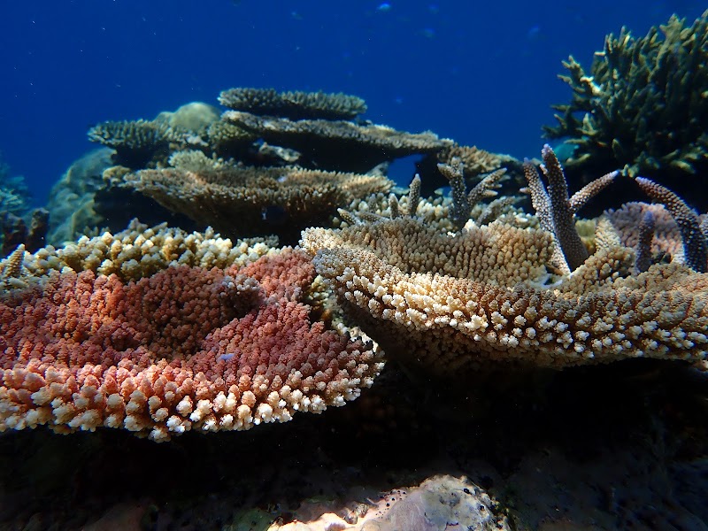 Wavelength Reef Cruises - Wavelength Reef Cruises Shop 6/43-47 Macrossan St, Port Douglas QLD 4877, Australia