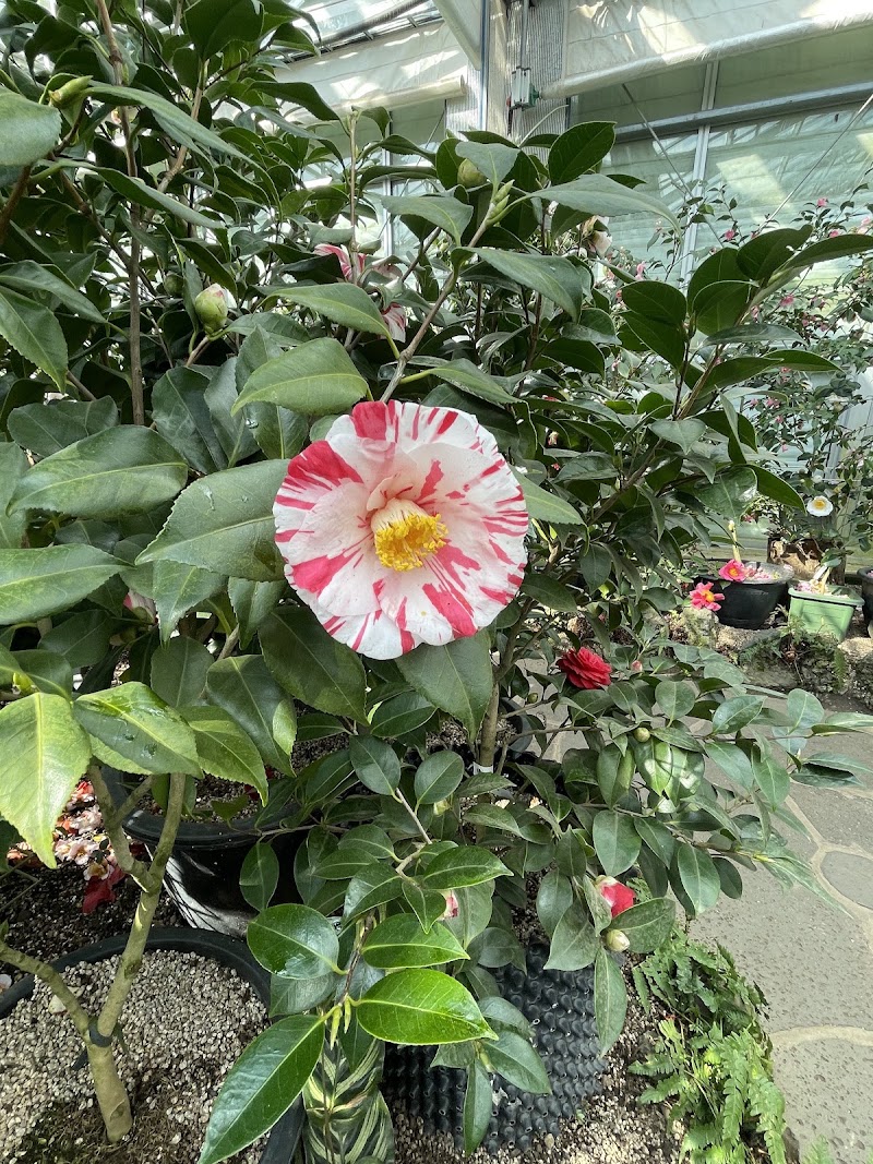 Camellia Hill Botanical Garden - Camellia Hill Botanical Garden, 166 Byeongak-ro, Andeok-myeon, Seogwipo, Jeju-do, South Korea