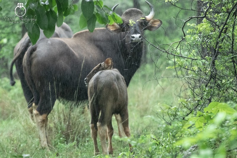 Gomarda Wildlife Sanctuary (ABHYARANYA) - Gomarda Wildlife Sanctuary (ABHYARANYA), C55P+9J8, Chhattisgarh 496445, India
