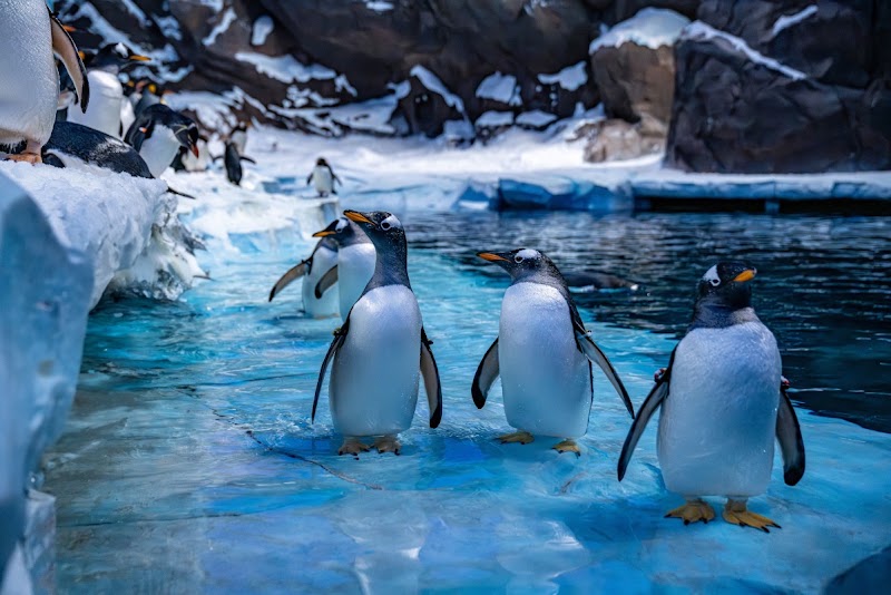 SeaWorld Abu Dhabi | سي وورلد جزيرة ياس، أبوظ - SeaWorld Abu Dhabi | سي وورلد جزيرة ياس، أبوظ Yas Island - YS6 - Abu Dhabi - United Arab Emirates