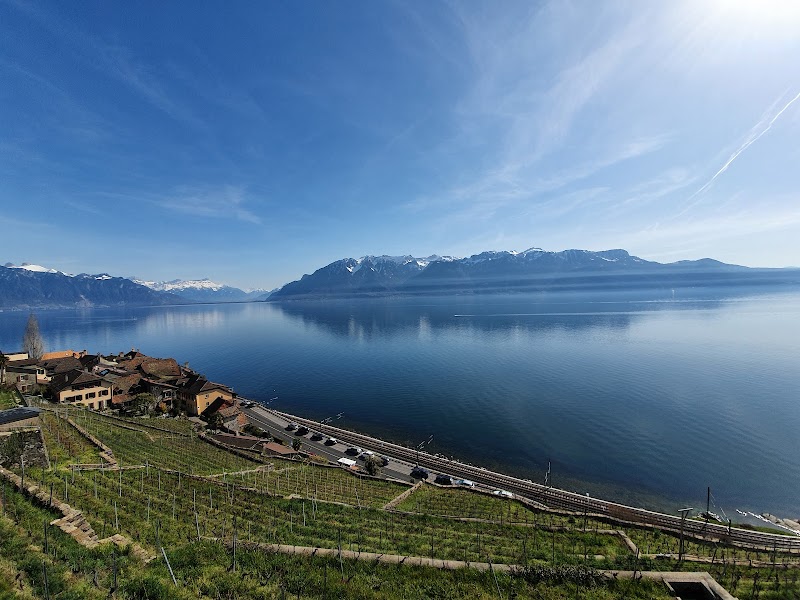 Terrasses viticoles de Lavaux - Cully - Terrasses viticoles de Lavaux - Cully Rue du Temple 17, 1096 Cully, Switzerland