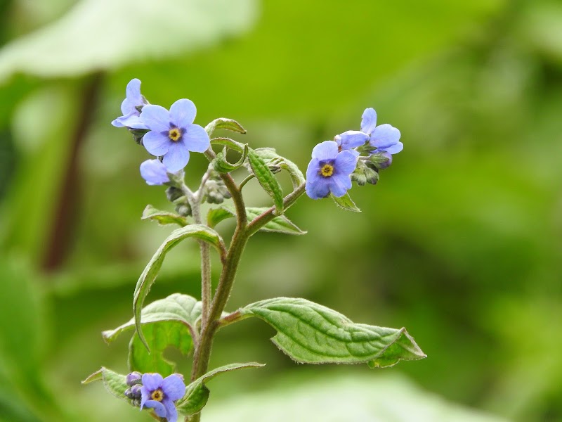 Madkote - Madkote, Uttarakhand 262554, India