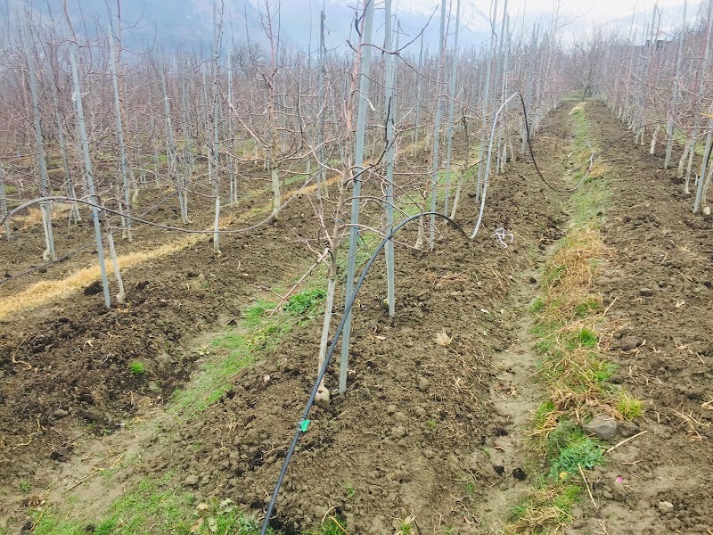 Dewa.Orchard - Dewa.Orchard, Shilawati po nishani teh, Distt, Nirmand, Sohach, Himachal Pradesh 172002, India