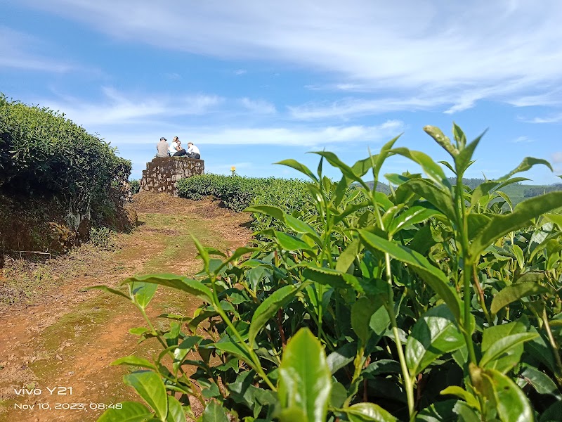 Letchimi hills half day trekking - Letchimi hills half day trekking, Old, sevenmalai estate, near lions school Ksrtc bus stand, Munnar, Keralam 685612, India