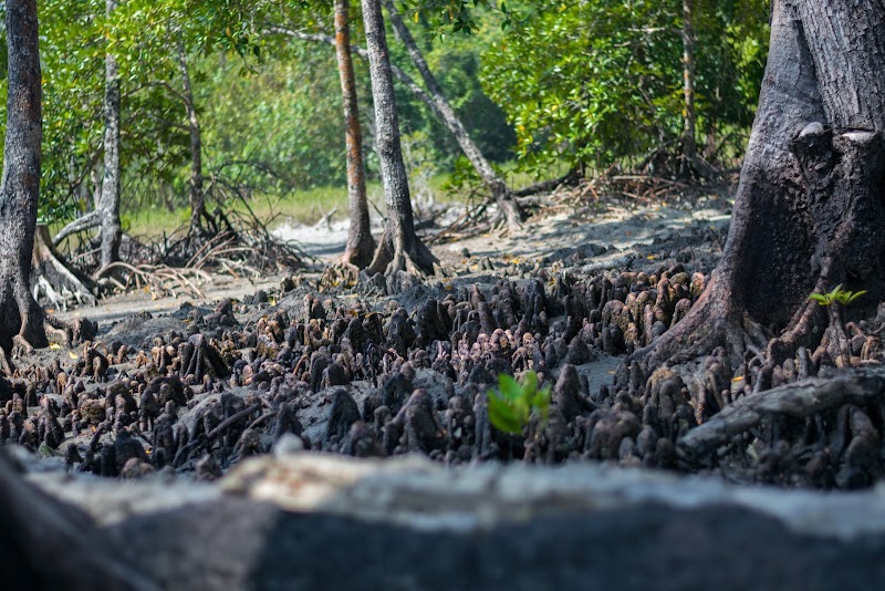 Walking Path To Elephant Beach - Walking Path To Elephant Beach 2X57+FCJ, SH4, Andaman and Nicobar Islands 744211, India