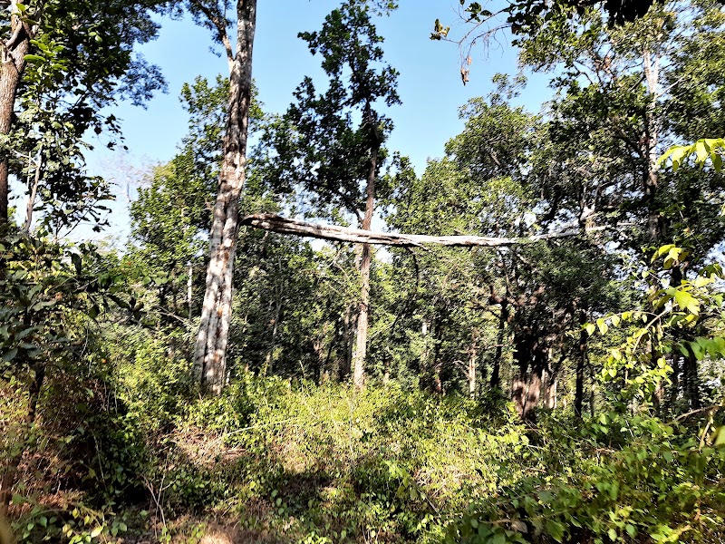 Panpatha Wildlife Sanctuary - Panpatha Wildlife Sanctuary, V245+RMG, SH10, Panpatha, Madhya Pradesh 484661, India